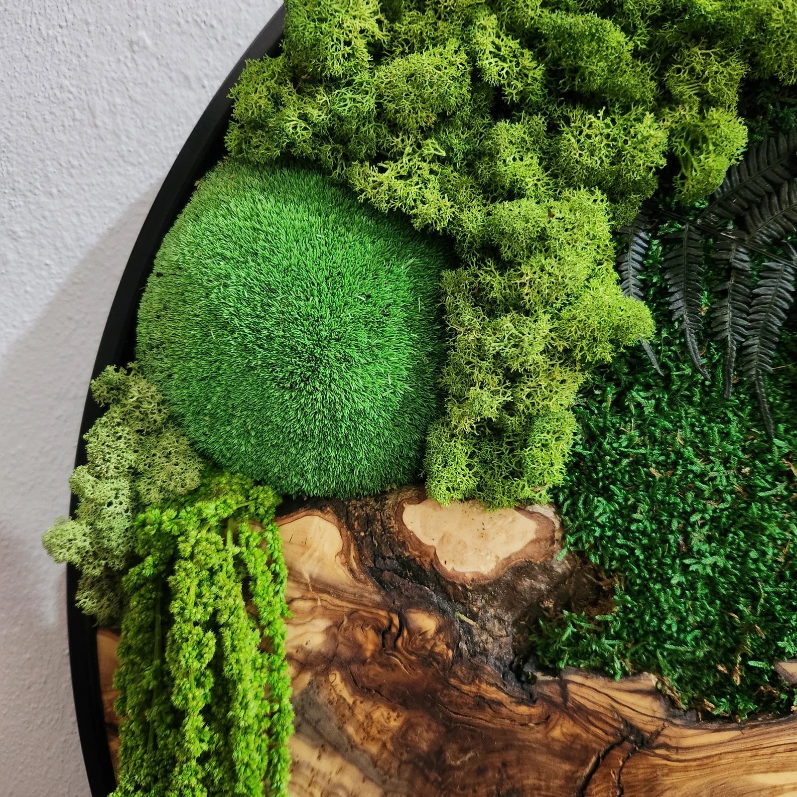 Organic Oasis | Premium Moss and Olive Wood Wall Decor