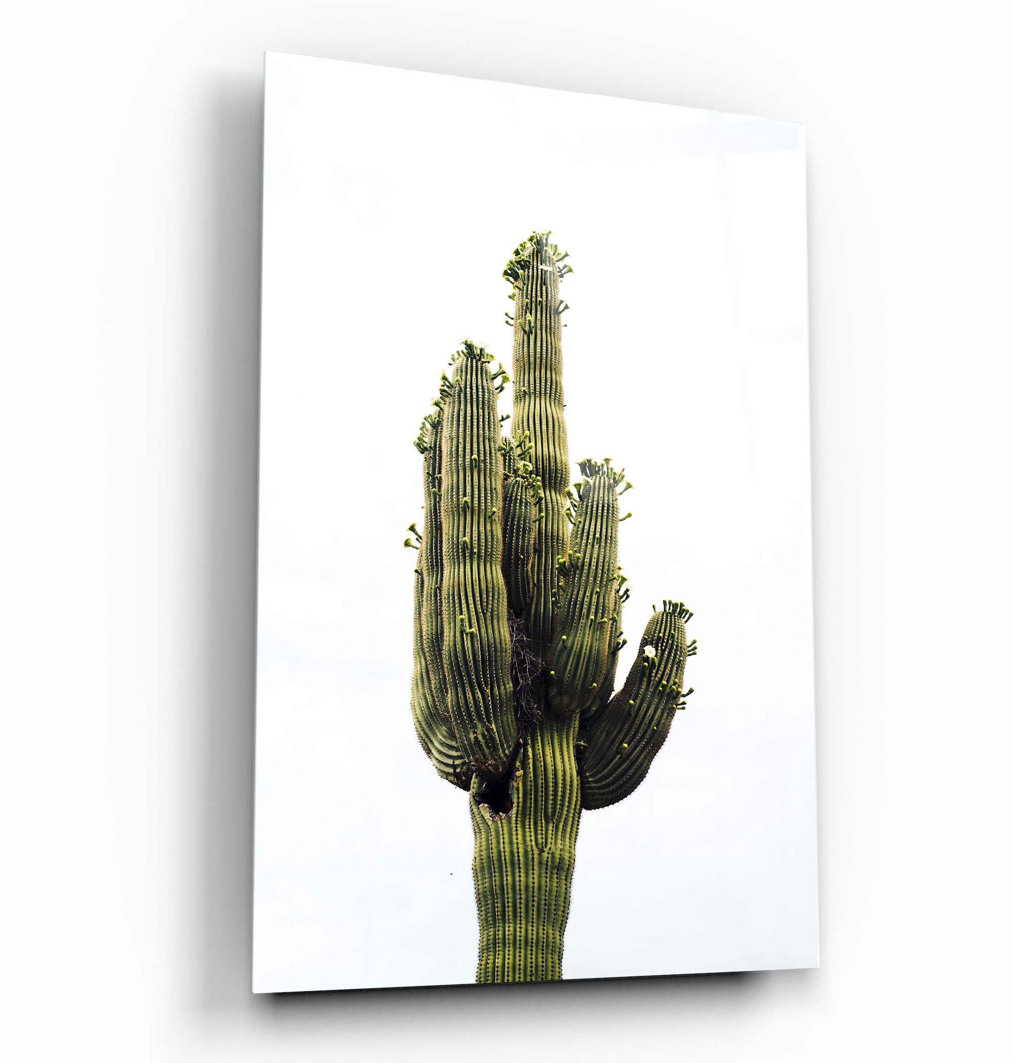 ・"Cactus géant"・Art mural en verre