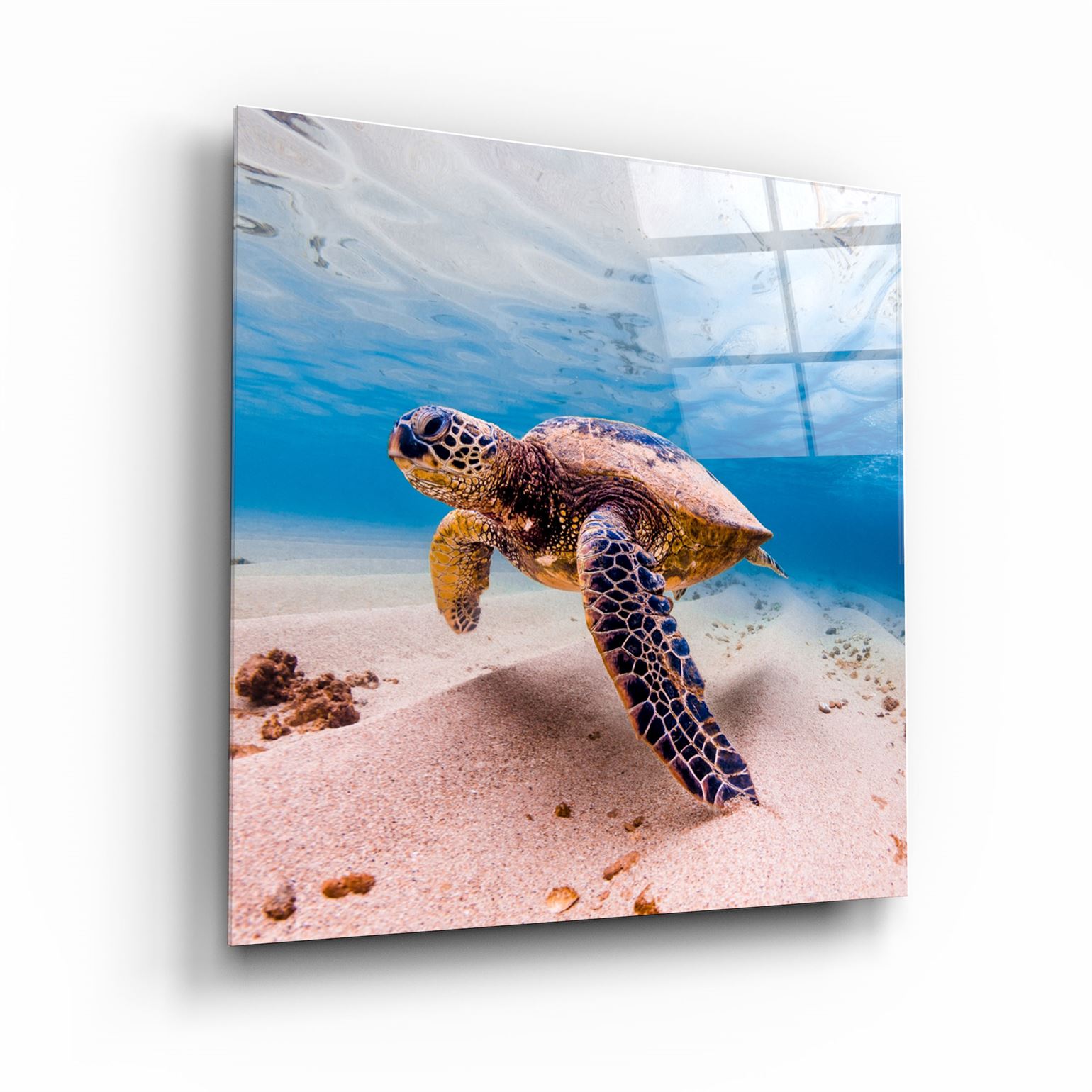 ・"Sea Turtle"・Glass Wall Art