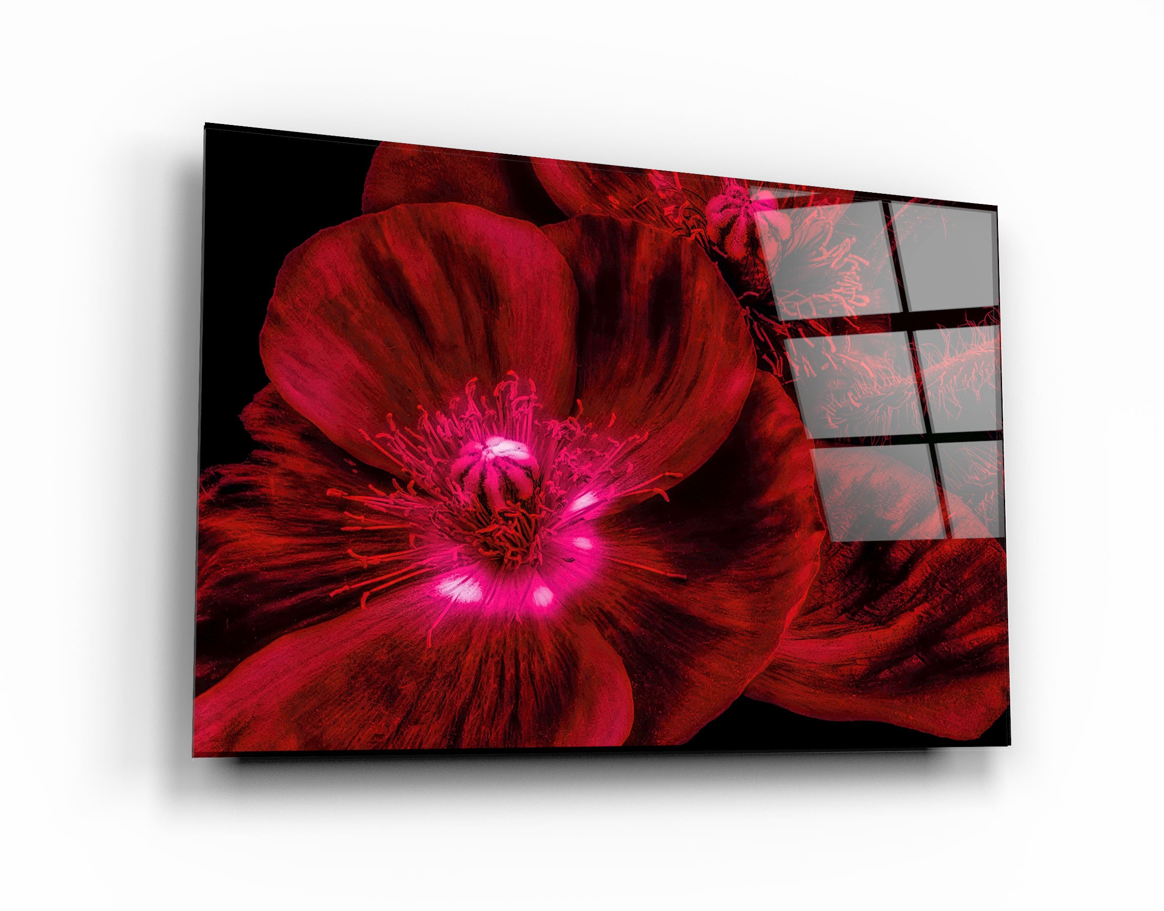 ・"Morning Glory V2"・Glass Wall Art