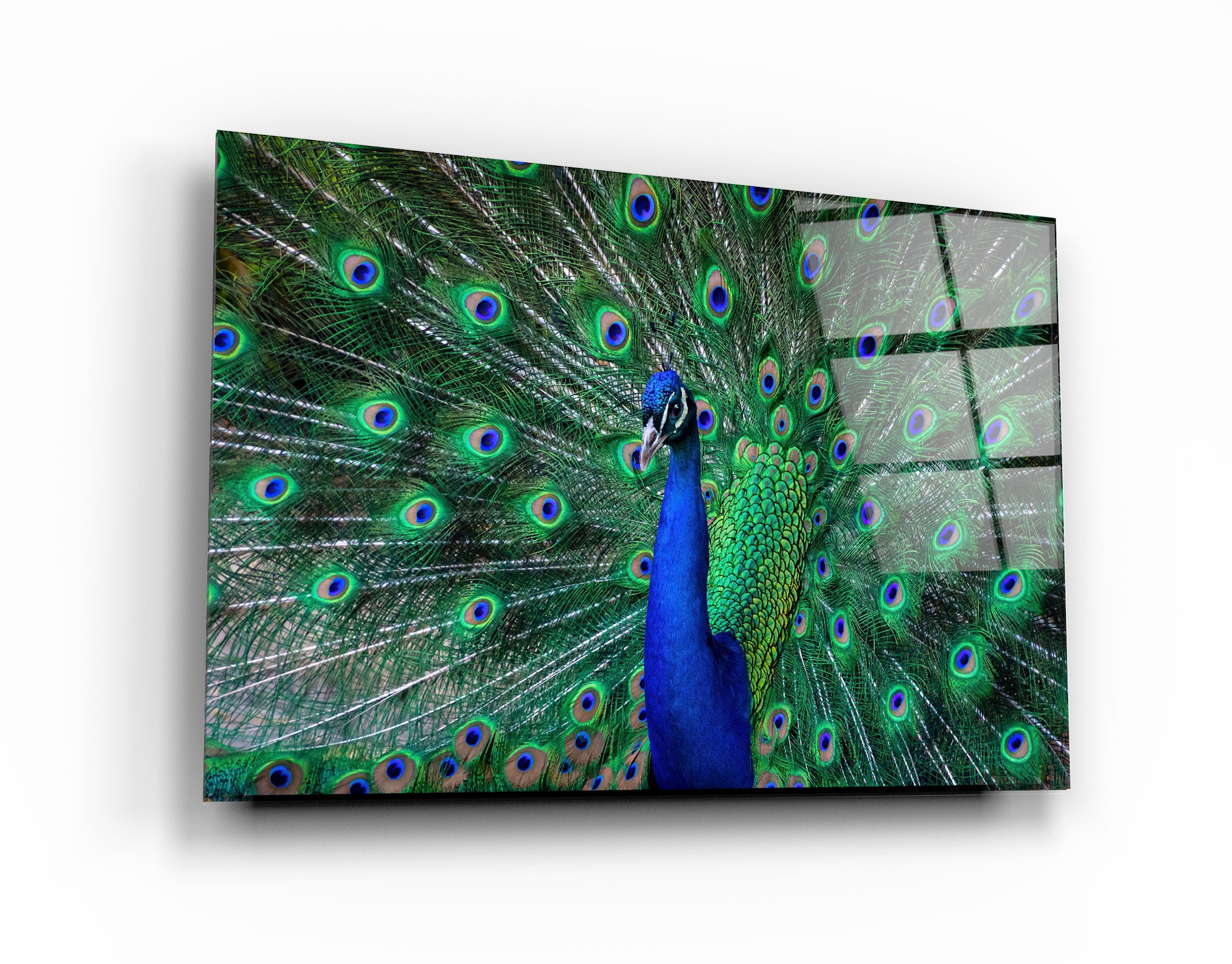 ・"The Peacock"・Glass Wall Art