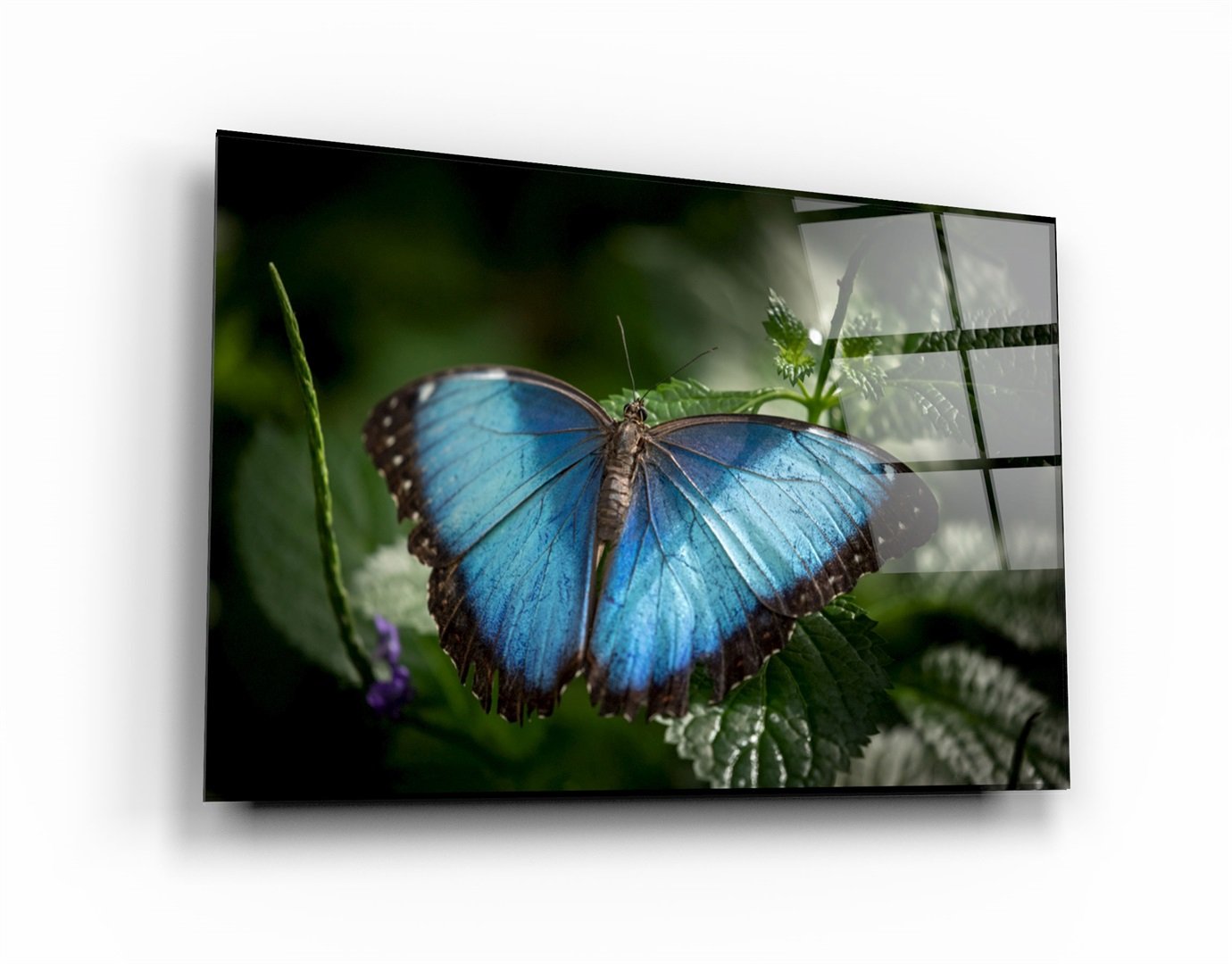 ・"Butterfly Bluewing"・Glass Wall Art