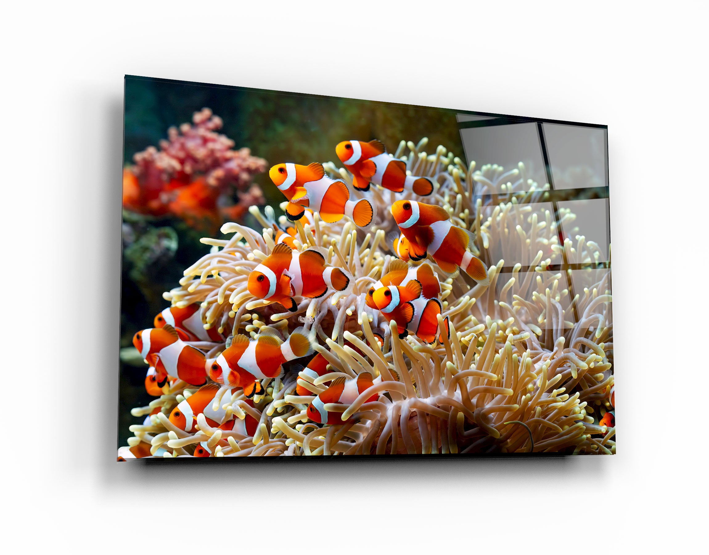 ・„Fische auf Korallen“・<tc>Glasbild</tc>