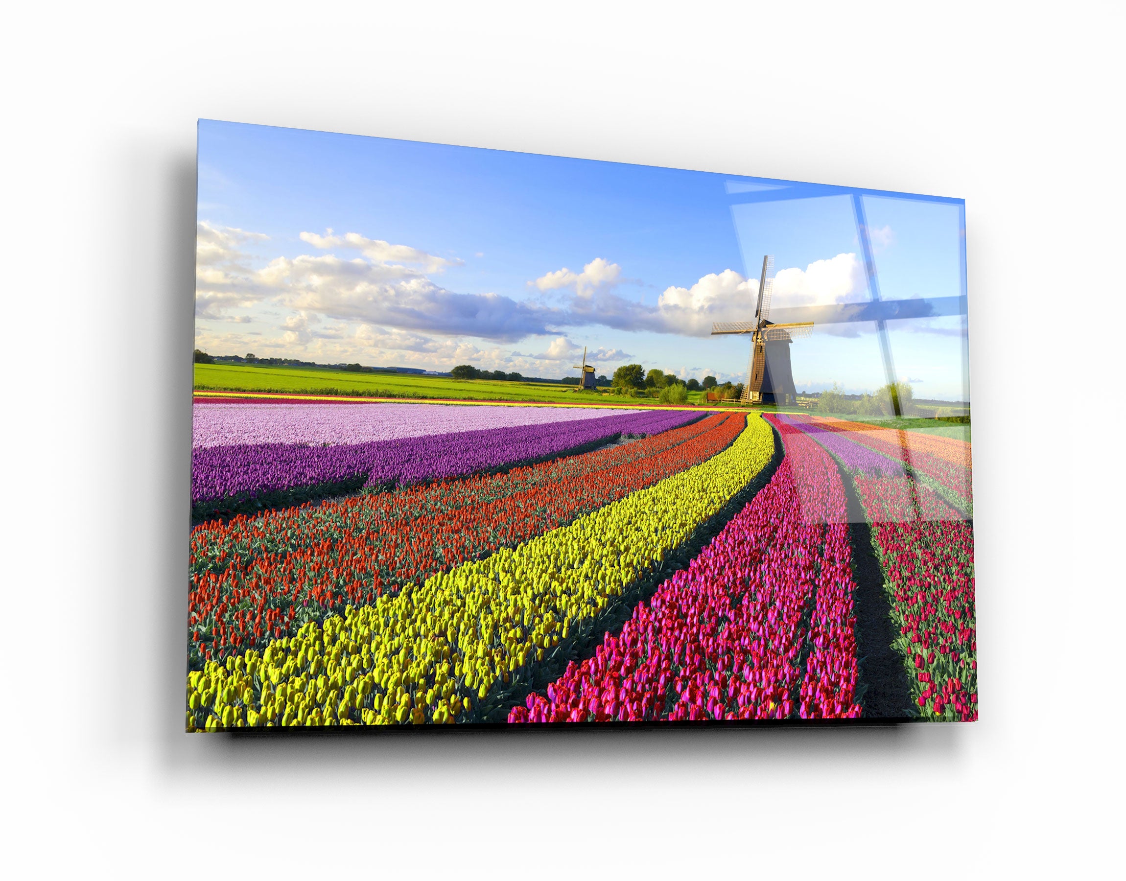 ・"Tulips Of Amsterdam"・Glass Wall Art