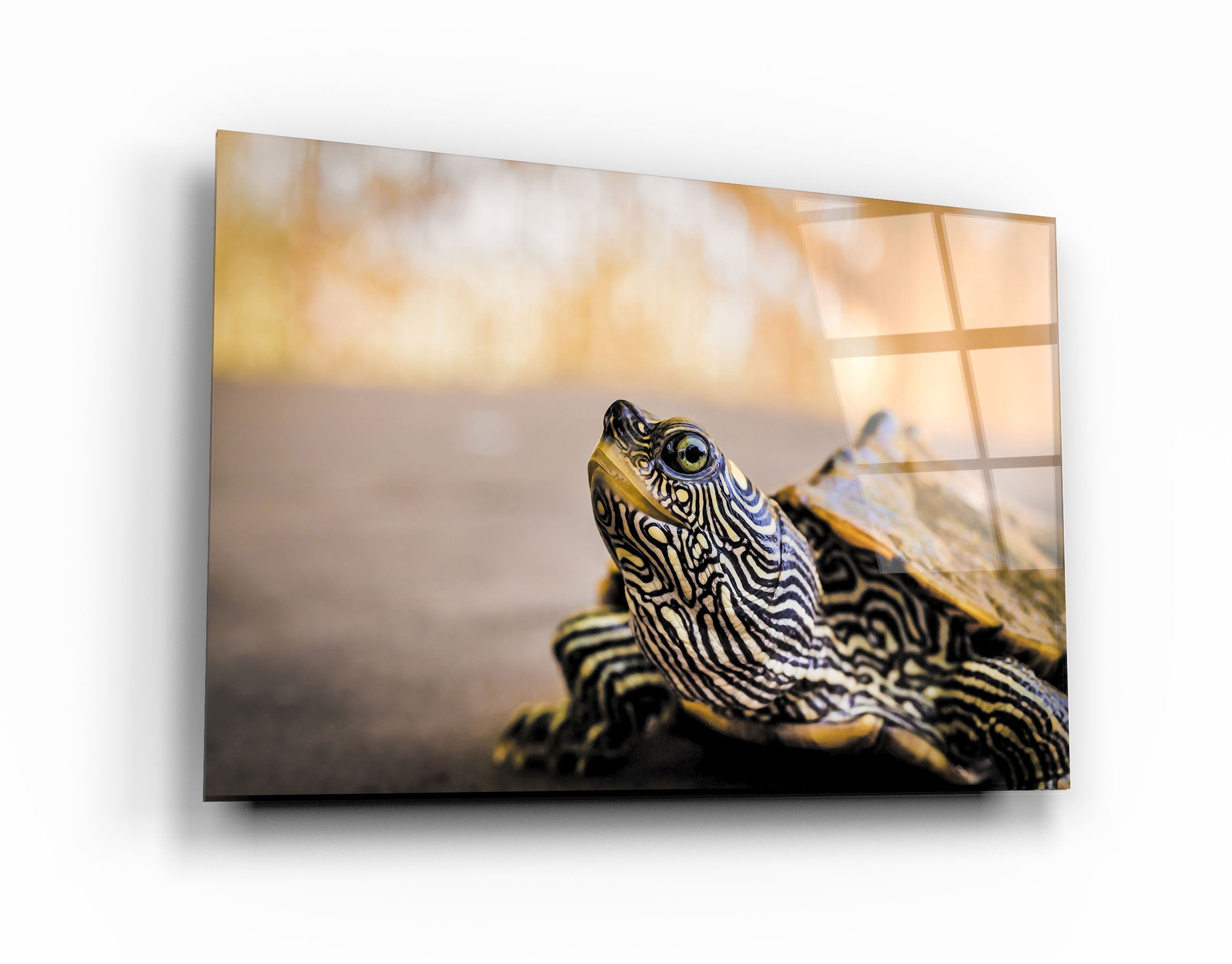 ・"Striped Turtle"・Glass Wall Art